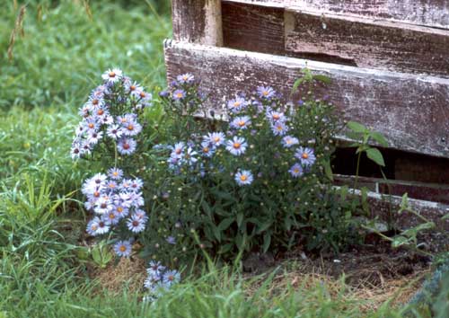 asters in autumn