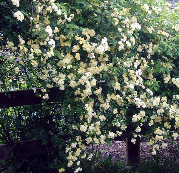  A very beautiful spring sight. 