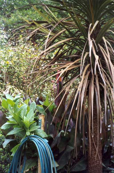  I couldn't have a garden in New Zealand without Cabbage trees. 