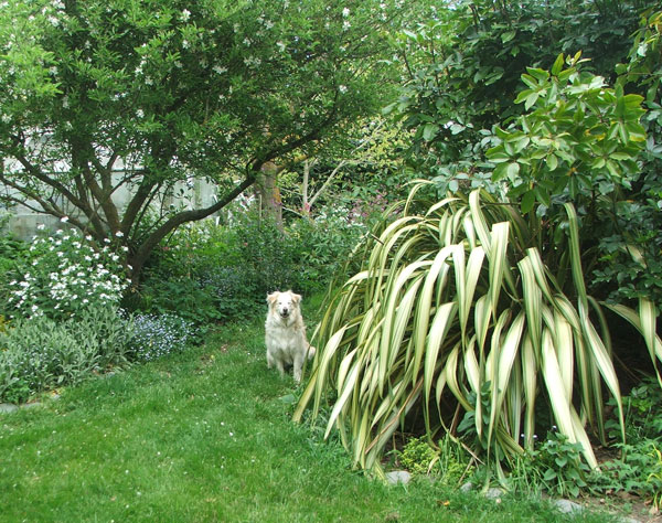  Cream Delight flax and a cream delight dog... 