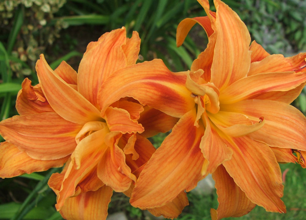 orange daylilies