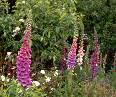 I like all colours of foxgloves - even the common magentas ones. I like all colours of foxgloves - even the common magentas ones.