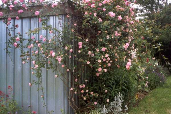  The ultimate location for a rambling rose. 