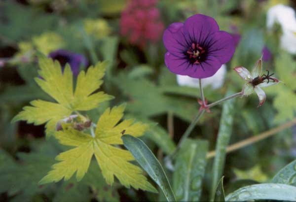 Geranium flowers are delicate.