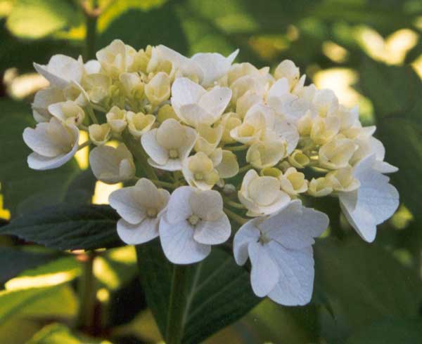  Hydrangeas flower at such a good time of the year. 