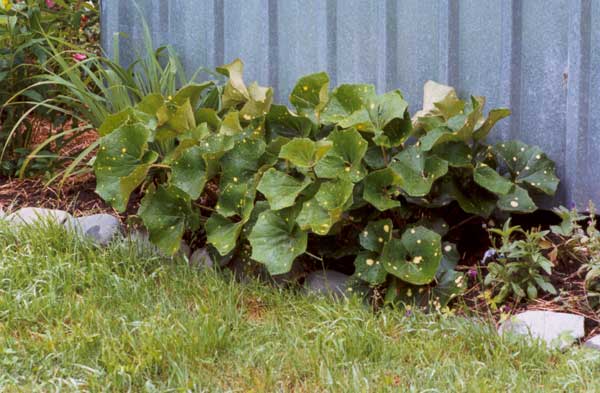 Some gardeners call this the Leopard Plant.
