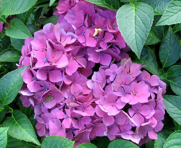 pictures hydrangeas