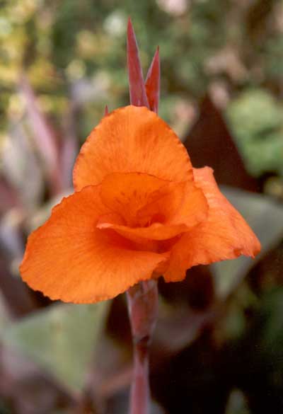 Orange Flowers Pictures. Glowing Orange Flowers