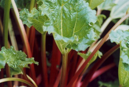 rhubarb rhubarb