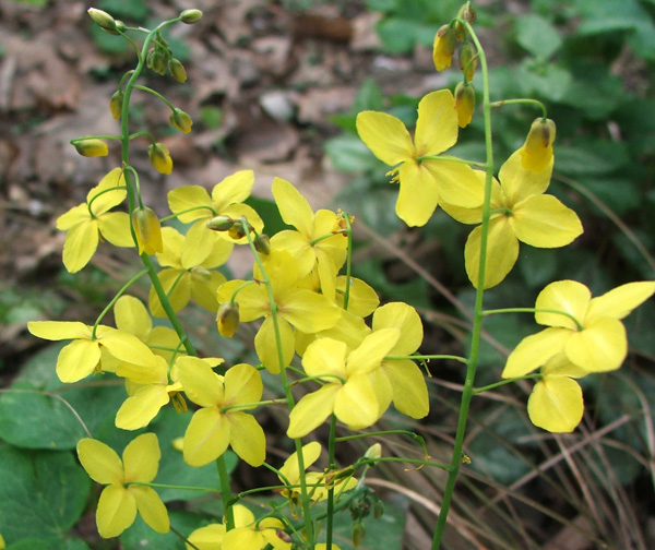  Excellent foliage and flowers. 