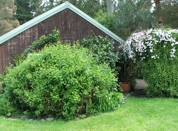  The Camellia is over, and the Clematis is flowering. 