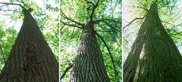  A Tulip tree, a Liquidamber, and a Bald Cypress. 