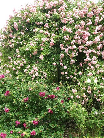 climbing-pink-roses.jpg