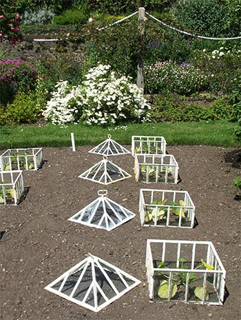 Courgette Cold Frame Jpg