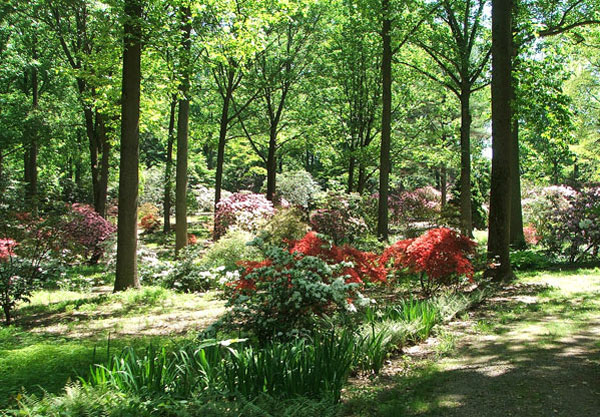  The rhododendron collection has many varieties. 