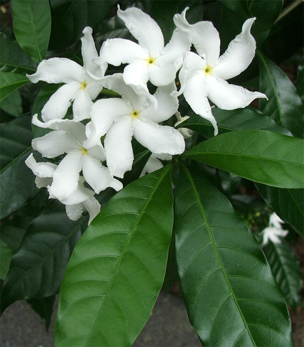 cool pictures of flowers. A plant with cool white