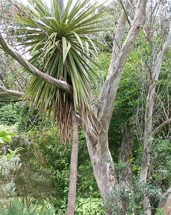  New Zealand Cordyline and Auatralian Eucalyptus tree. 