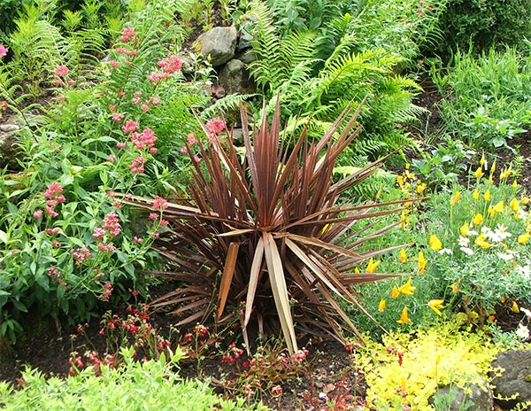  With ferns and primulas. 