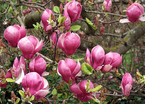 magnolia tree blossom. Magnolia Flowers