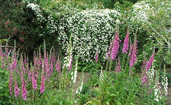  In the Walled Garden at Castle Dunvegan. 