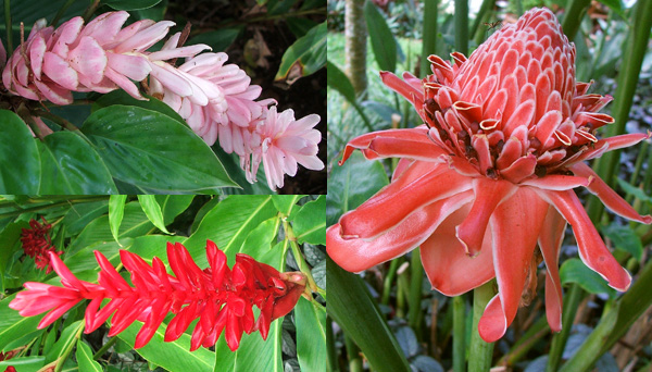  The one of the right is the huge Torch Ginger. 