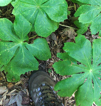  With the Moosey walking shoe to give a sense of size. 