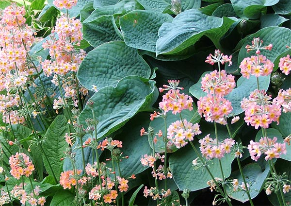  Hostas and Primulas 