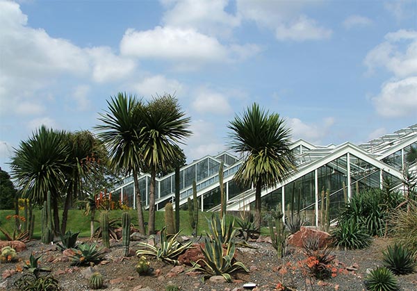  Entrance plants - hello, Cordylines! 