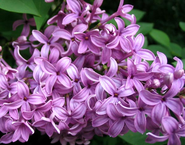  I have no hybrid Lilac bushes in my garden. 