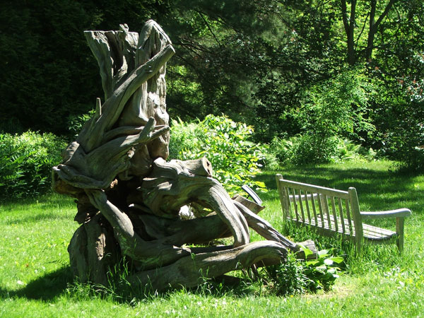 Osage Orange Tree. Fallen Osage-Orange Tree