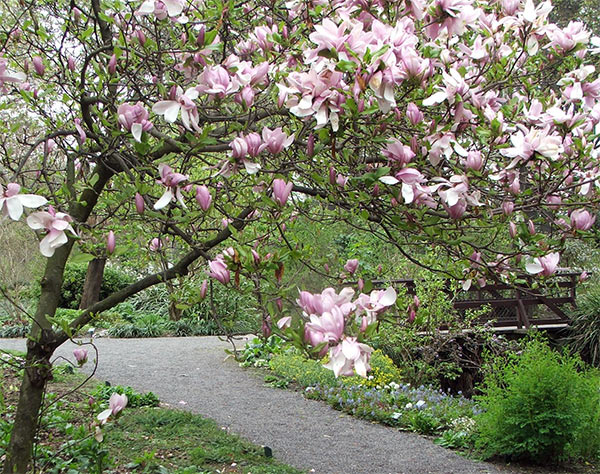  One of the many Magnolia trees is in full bloom. 