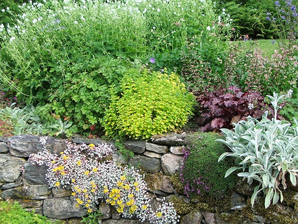  Marjoram and assorted plants looking just great. 