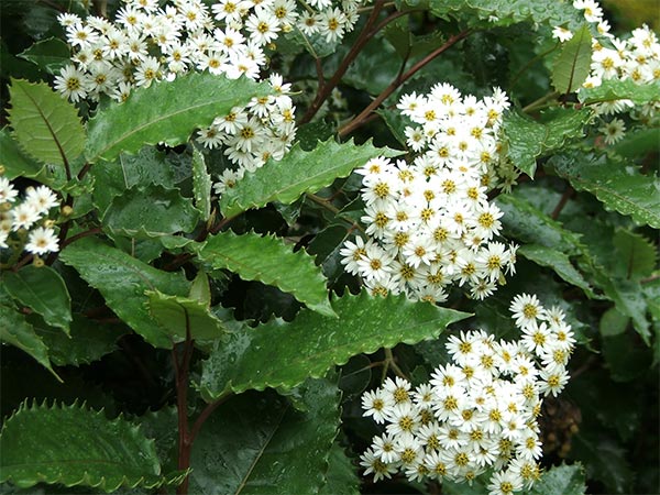  Some gardens call this shrub New Zealand holly. 