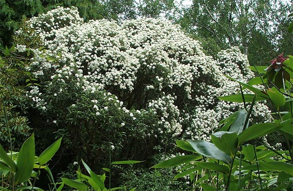  Olearia macrodonta. 