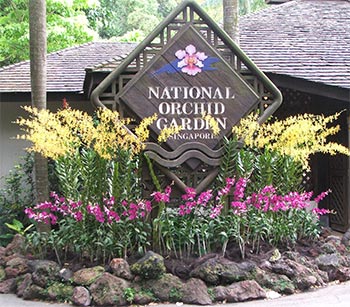 Meet Singapore's Orchids