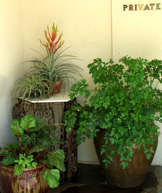 Private pots, full of vegetables and other plants... Private pots, full of vegetables and other plants...