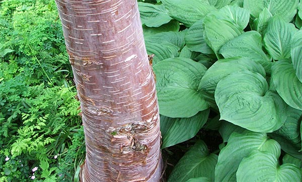  Hostas with Prunus Serrula bark. 