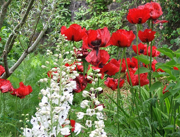  In Dunvegans Walled Garden. 