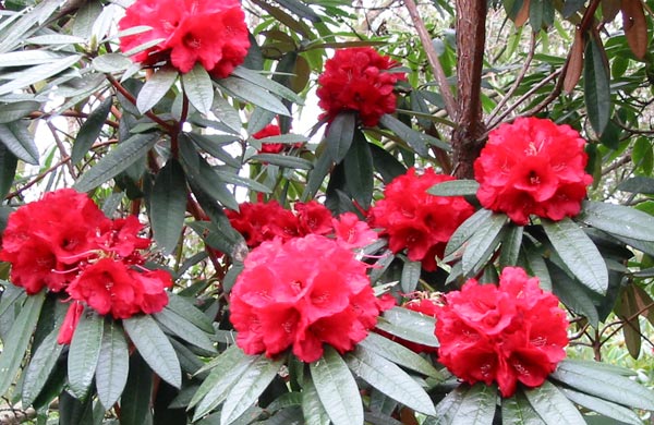  The blood-red rhododendron in Ilam Gardens. 