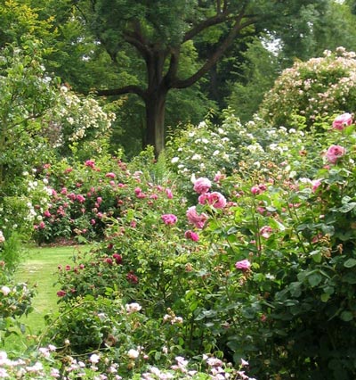  With old tree in the background. 