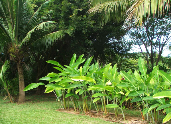  With the palm fronds as mulch. 