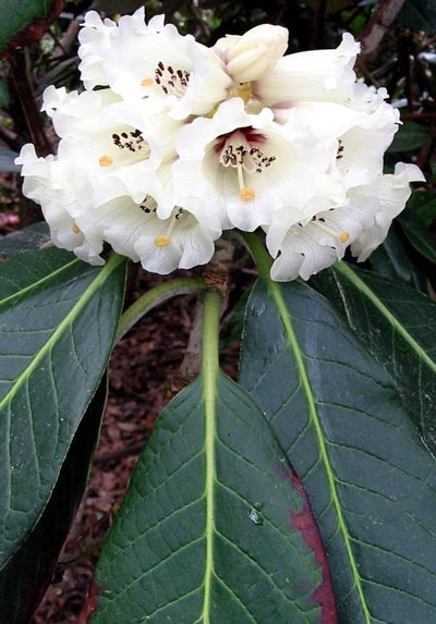  This rhododendron is tree-sized as well. 