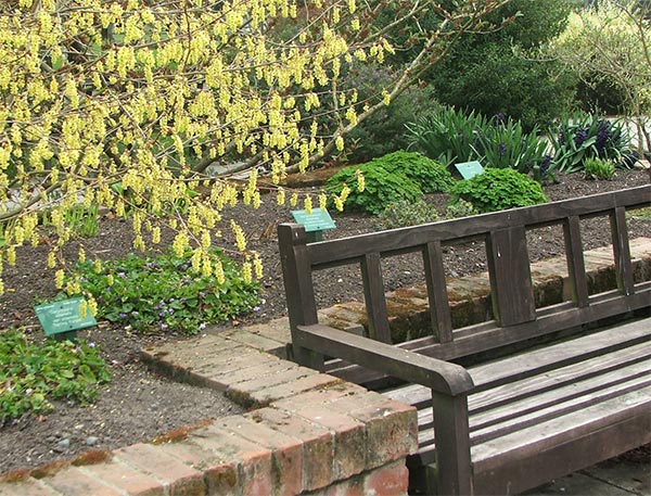  A fragrant garden designed for wheelchairs. 