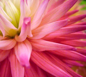 New Zealand Flower Show