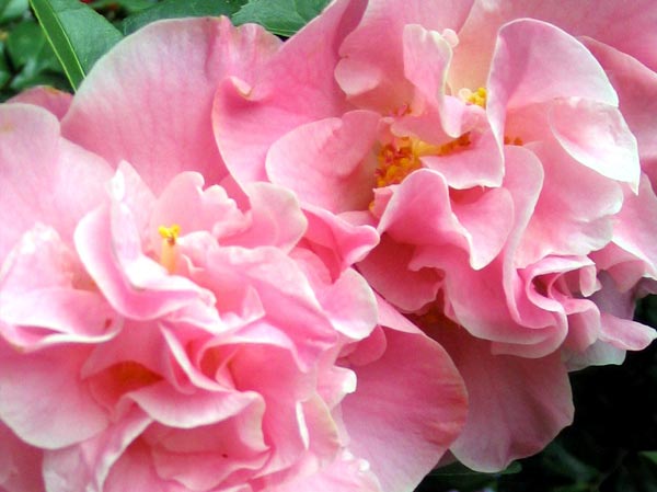 bonne nuit dans image bon nuit, jour, dimanche etc. pink-camellia-flowers
