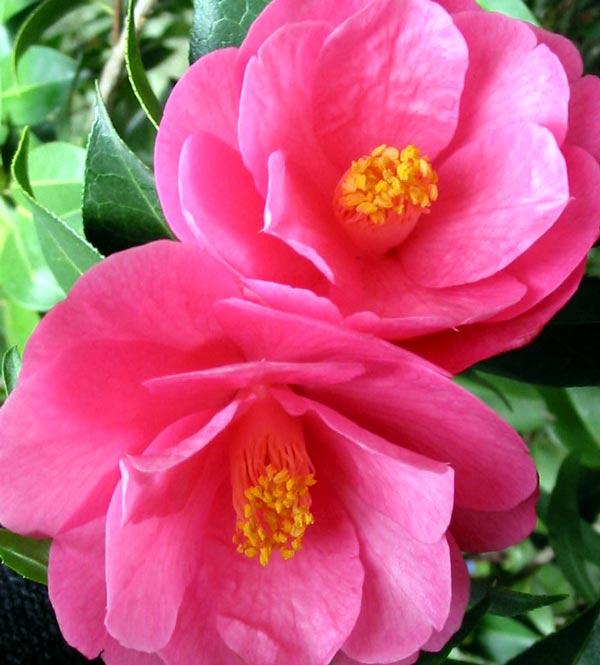 Alive and Well - Rose Pink Camellia. The flowers have a 