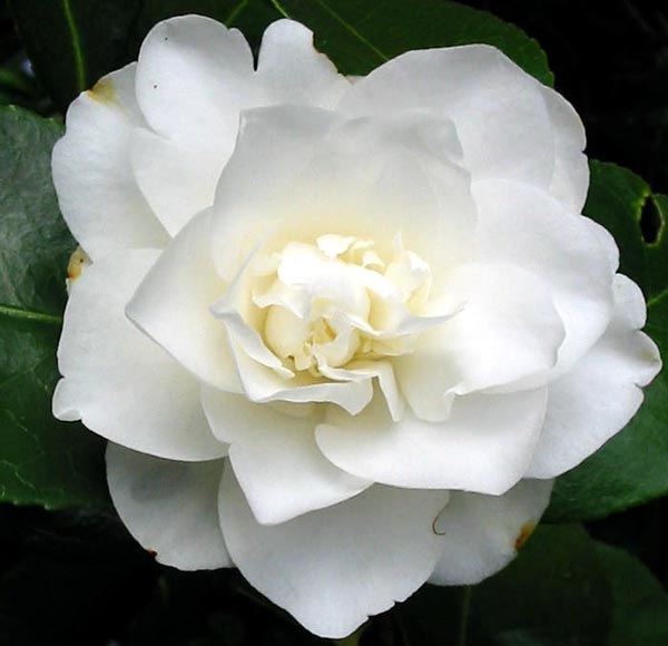 White Camellia Flower