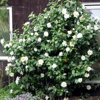 external image white-camellia-shrub.jpg external image white-camellia-shrub.jpg