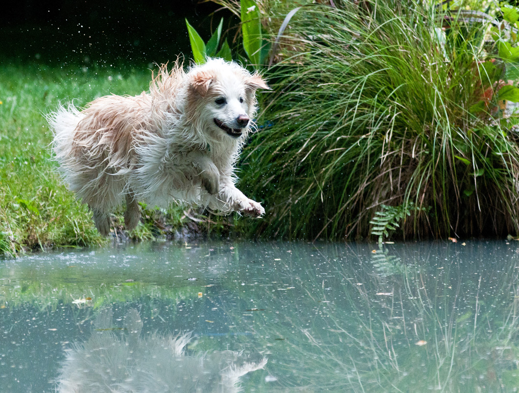 http://www.mooseyscountrygarden.com/cat-dog-pictures/dog-jump-pond.jpg