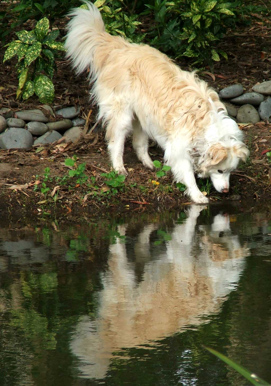 Dog reflection